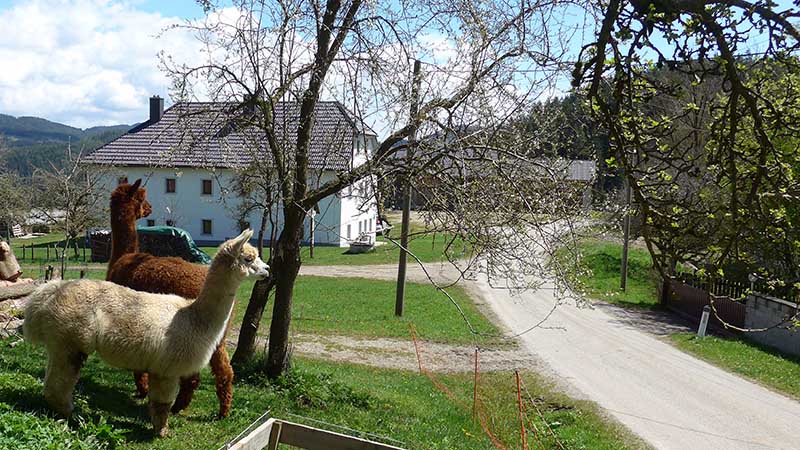 4293 Gutau, Österreich (29. April 2023)